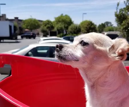 Angel Care Pet Hospital