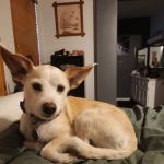 Canyon Lake Veterinary Hospital