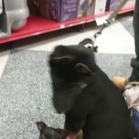 Petco ico