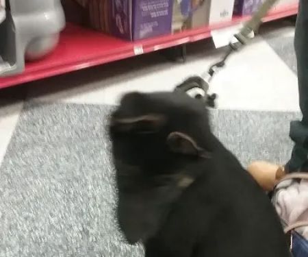 Petco