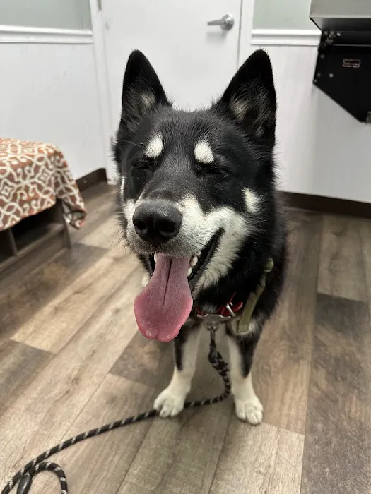 Not Just 4 Paws Animal Hospital Picture 2