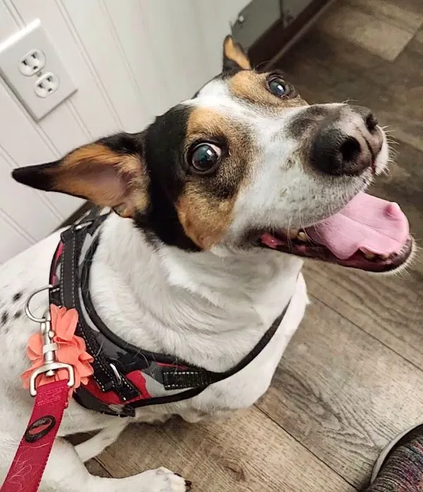 Not Just 4 Paws Animal Hospital Picture 6