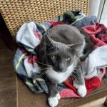 Lake Elsinore Animal Hospital at SoCalVetGroup