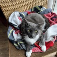 Lake Elsinore Animal Hospital at SoCalVetGroup ico