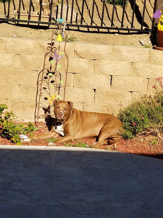 Lake Elsinore Animal Hospital at SoCalVetGroup Picture 4