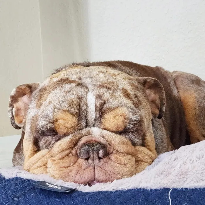 Perris Valley Veterinary Clinic Picture 9