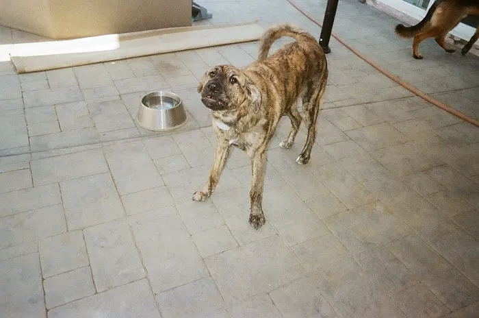 Mountainview Small Animal Hospital Picture 2