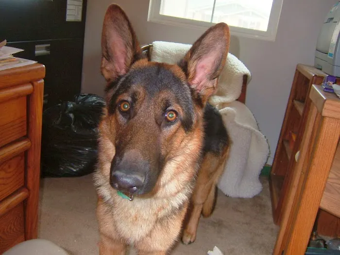 Mountainview Small Animal Hospital Picture 7