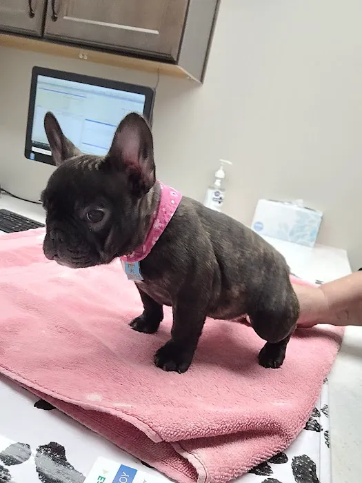 Mountainview Small Animal Hospital Picture 10