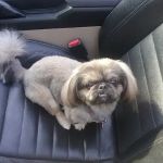 Animal Friends of the Valleys Spay & Neuter Clinic