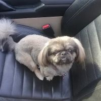 Animal Friends of the Valleys Spay & Neuter Clinic ico