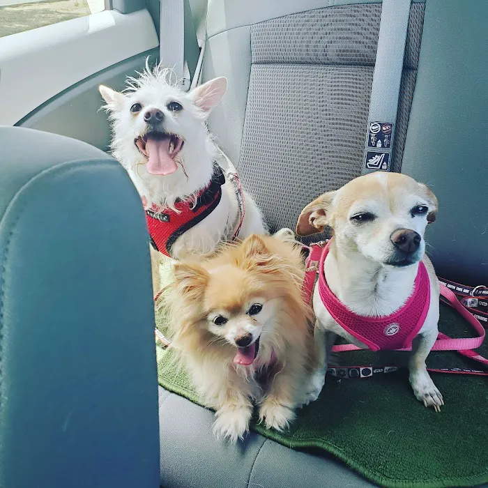 Pet Wellness Center, Veterinarian Picture 10