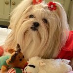 Pet Wellness Center, Veterinarian