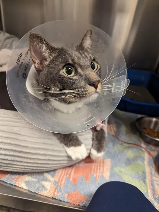 Pet Wellness Center, Veterinarian Picture 5