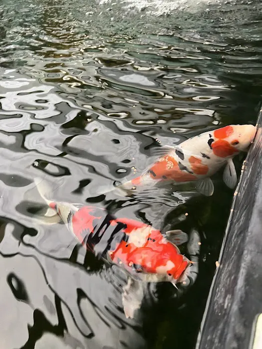 The Koi Story Fish Farm Picture 8