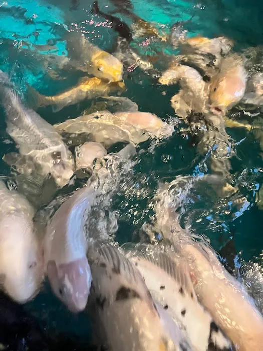 The Koi Story Fish Farm Picture 7