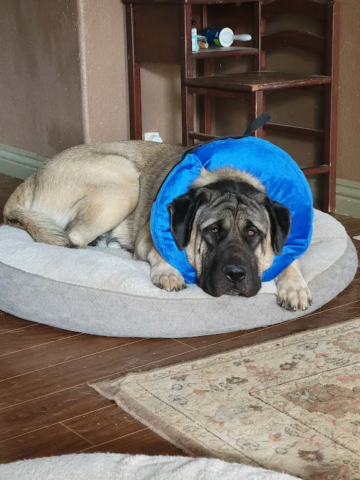 Golden Coast Veterinary Care Picture 4