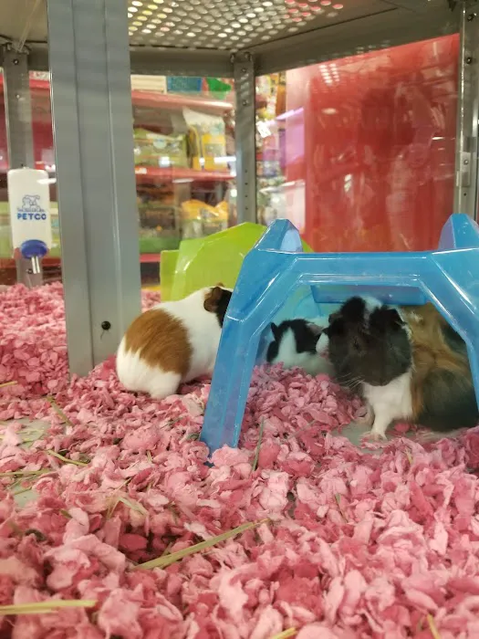 Petco Picture 2