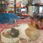 Petco