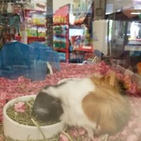 Petco ico
