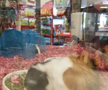 Petco