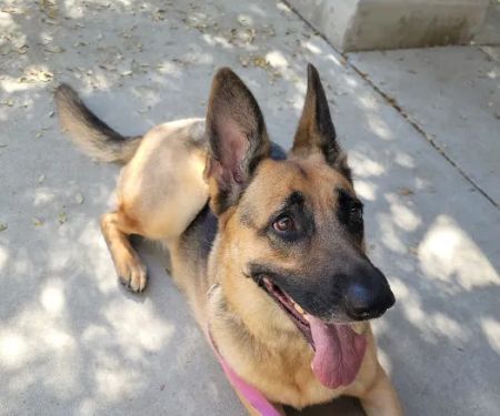 Murrieta Oaks Veterinary Hospital