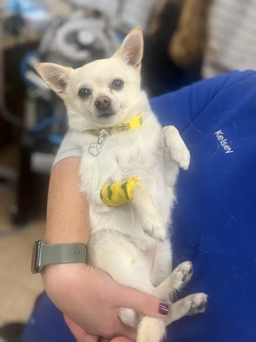 Murrieta Oaks Veterinary Hospital Picture 6