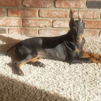 VCA California Oaks Animal Hospital ico