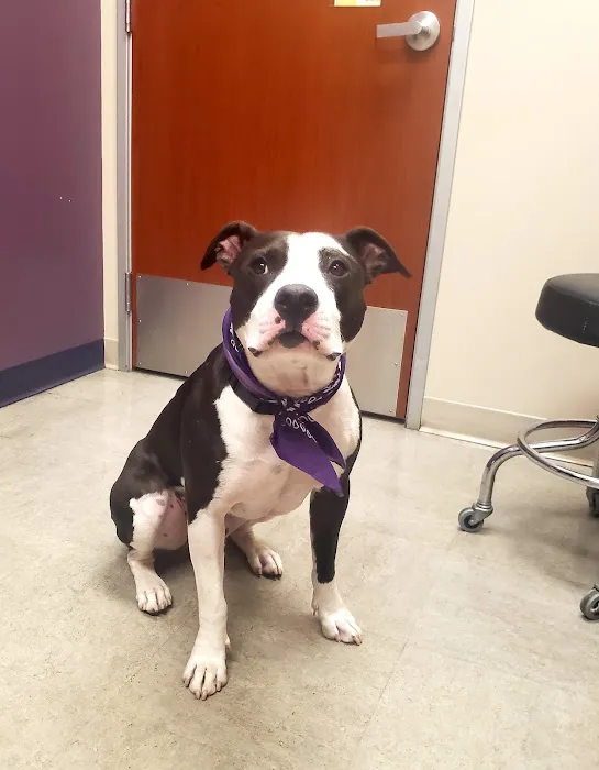 VCA California Oaks Animal Hospital Picture 7