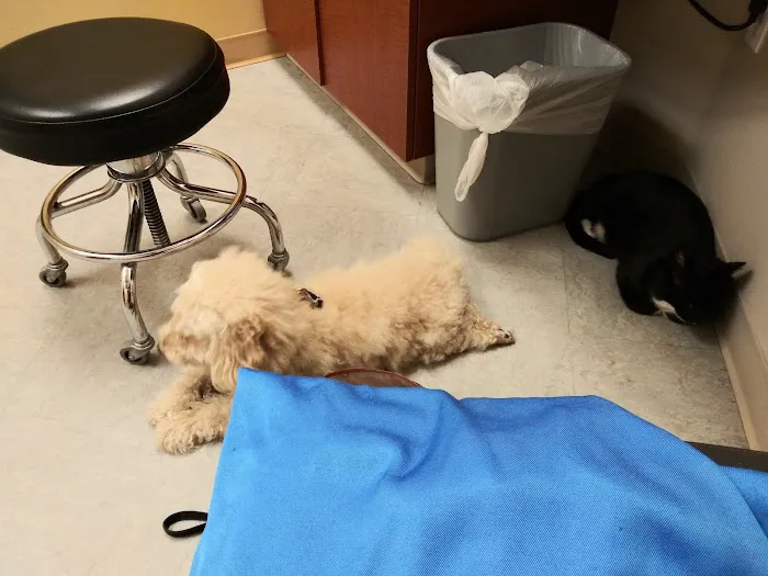 VCA California Oaks Animal Hospital Picture 5
