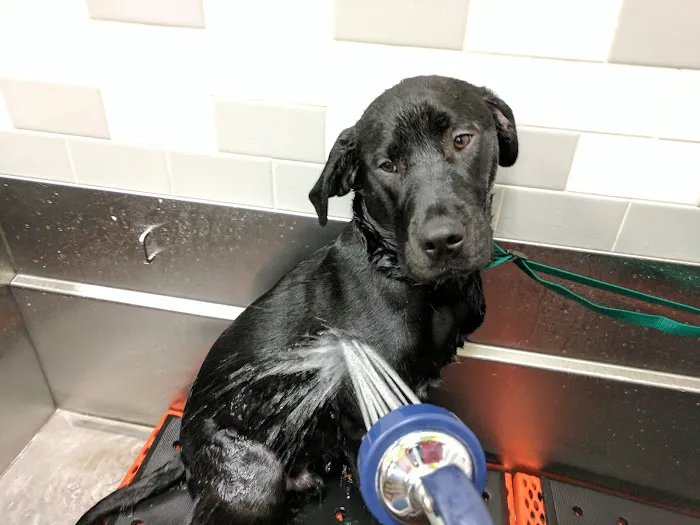 Petco Picture 2