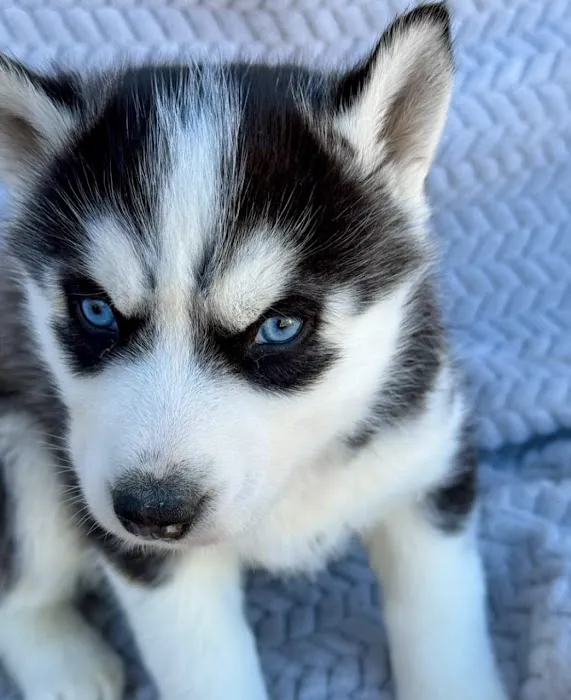 Heavenly Puppys Picture 3