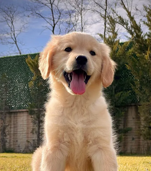 Heavenly Puppys Picture 8