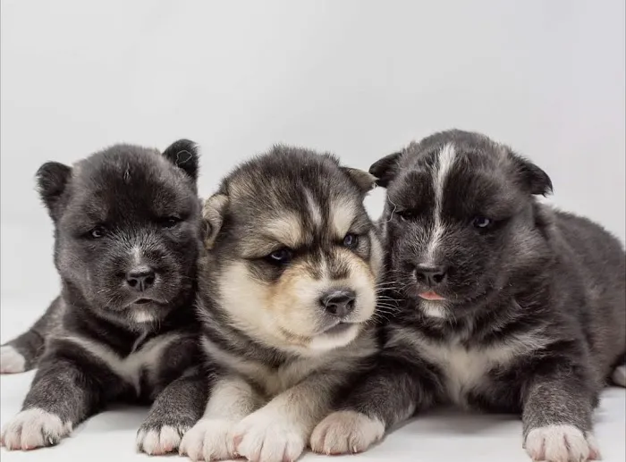 Heavenly Puppys Picture 1