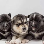 Heavenly Puppys