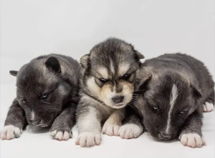 Heavenly Puppys Picture 2