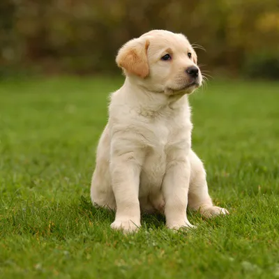 Heavenly Puppys Picture 5