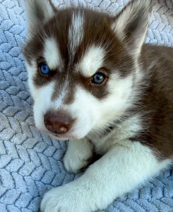 Heavenly Puppys Picture 9