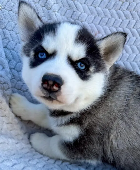 Heavenly Puppys Picture 10