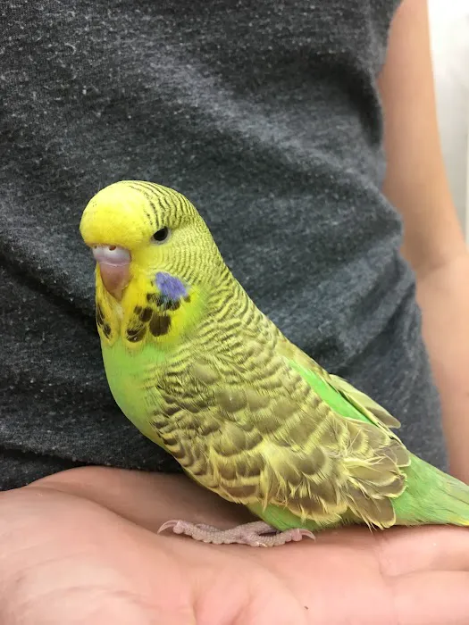 Paterson Bird Store Picture 1