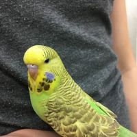 Paterson Bird Store ico