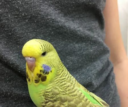 Paterson Bird Store