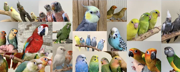 Paterson Bird Store Picture 10