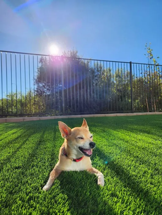 SoCal Pet Hospital Picture 7