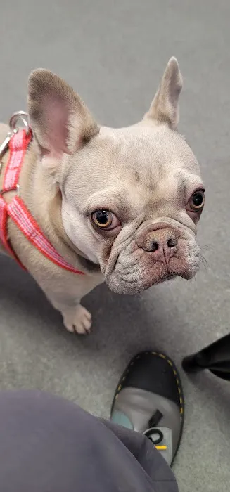 SoCal Pet Hospital Picture 5