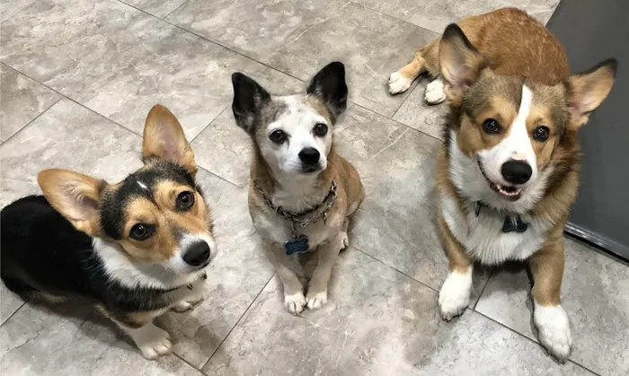 SoCal Pet Hospital Picture 10