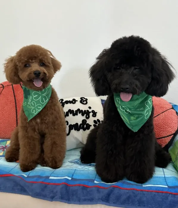 SoCal Pet Hospital Picture 1