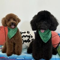 SoCal Pet Hospital ico