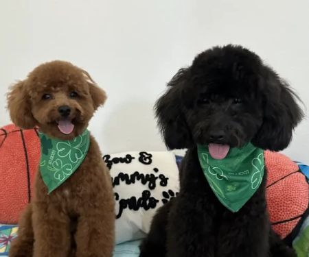 SoCal Pet Hospital