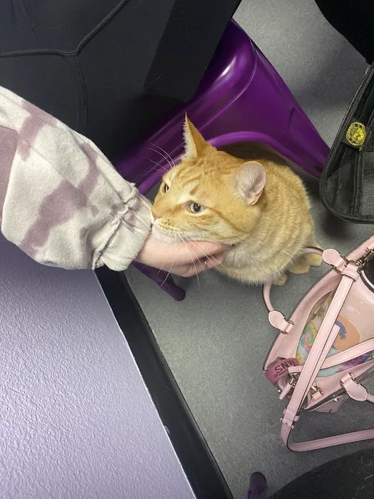 SoCal Pet Hospital Picture 3